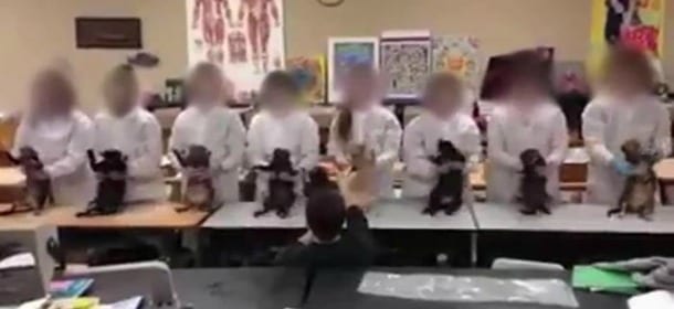 Danza di gatti morti: il crudele gioco di un gruppo di studenti [VIDEO]