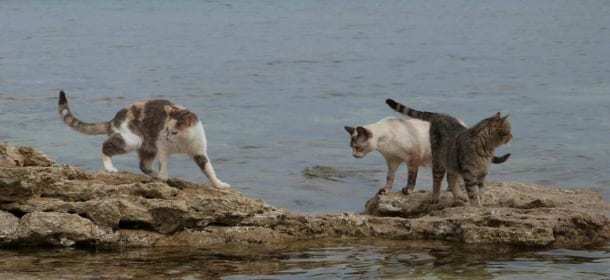 Andrea Atzori dell'Oasi Felina di Su Pallosu: "Non riusciranno a mandarci via"