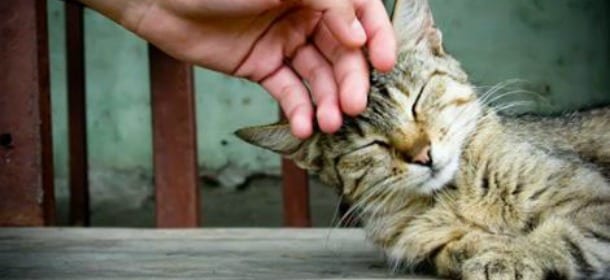 I gatti a Milano vanno all'università: alla Bocconi la colonia felina cum laude