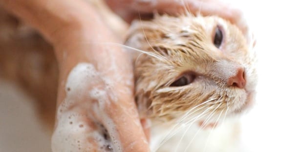 gatto bagno