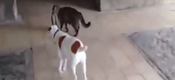 Gatto tiene un cane al guinzaglio e lo riporta a casa [VIDEO]