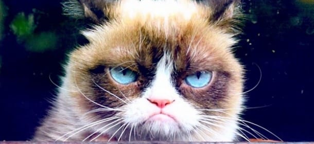 Grumpy Cat, il gatto “imbronciato” diventa un fumetto