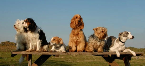 Cani: gli italiani sono i proprietari più premurosi d'Europa