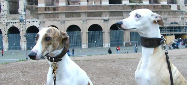 Levrieri: 10 cose da sapere sui cani più veloci al mondo