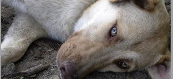 La storia di Lio, un "cane di quartiere" che aveva solo bisogno d'amore