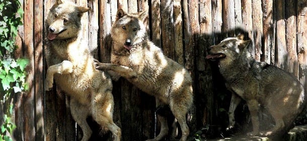 Bioparco di Roma: 4 nuovi lupi europei tutti da scoprire