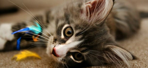 Gatti: 10 cose che detestano, dalla spazzola ai fuochi d’artificio