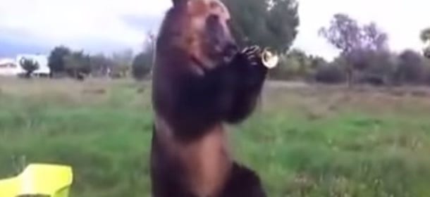 L’Orso che balla, suona la tromba e usa l’hula hoop [VIDEO]