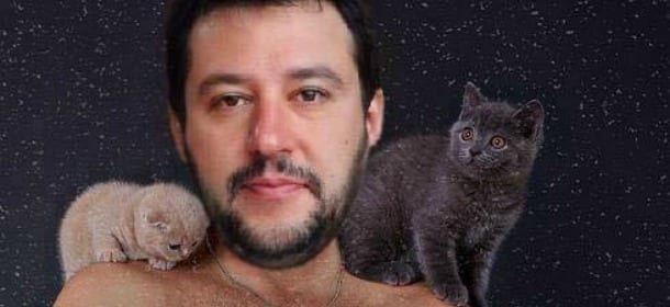 Gatti e Matteo Salvini: le foto dei micini invadono i profili social del politico. Perché?