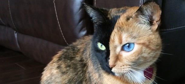 Venus, il gatto a due facce che ha stregato il web [FOTO]
