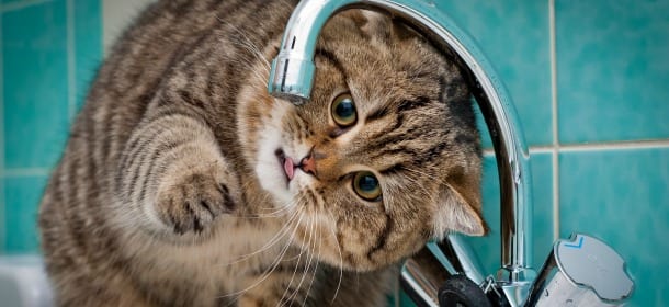 Gatti e acqua: 8 razze che amano giocarci, fare la doccia e tuffarsi in piscina
