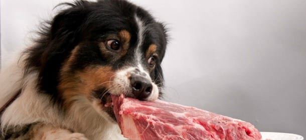 Cani, gatti e Barf: pregi e difetti della dieta a base di carne cruda