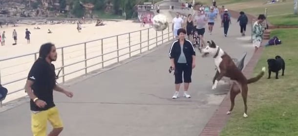 Il cane che palleggia col padrone: colpi di testa a gogò [VIDEO]