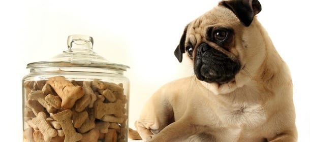 Cani e intolleranze alimentari: come capire quale cibo fa male a Fido