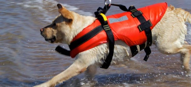 Cani in spiaggia: sacchetti igienici, acqua e guinzaglio tra le regole principali