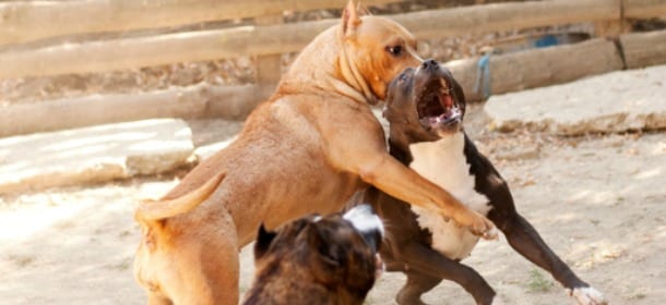 Combattimenti tra cani: un video ambientato a Napoli sconvolge il web