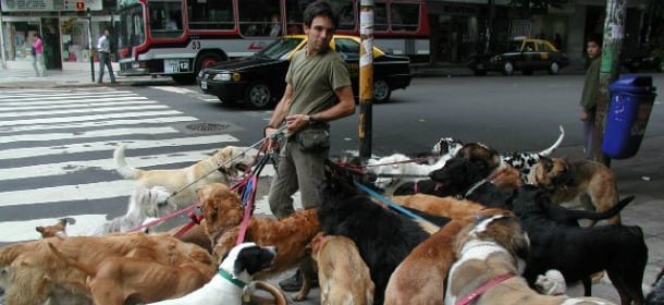 Lavorare con i cani? Facendo il "dog walker" si guadagnano 35mila euro all'anno