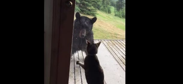 Gatto terrorizza e mette in fuga un orso nero [VIDEO]