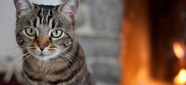 Gatto resta intrappolato per 2 mesi in un materasso: credevano di averlo perso