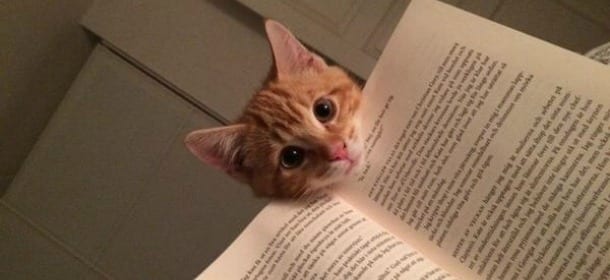 Cani, gatti e libri contro l'abbandono. Al via la campagna social di Libreriamo