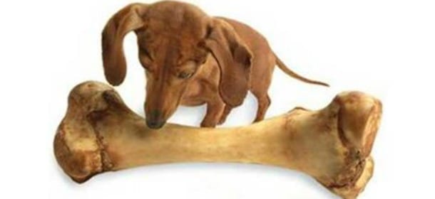 Cani e ossa di pelle: tutta la verità sugli snack più apprezzati da Fido