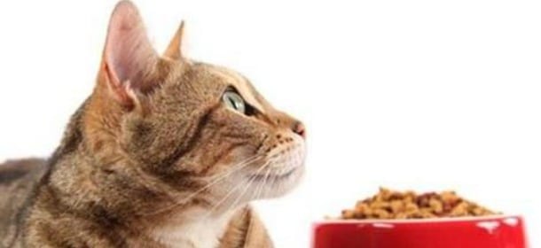 Gatti, cibo ritirato dal mercato: troppa vitamina D