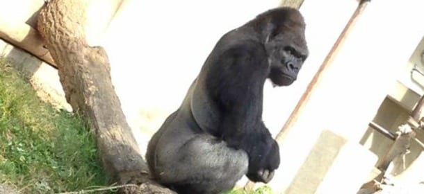 Shabani, il gorilla sexy e tenebroso che fa impazzire le donne con uno sguardo