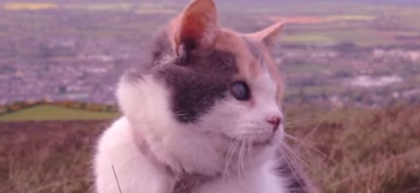 Stevie, il gatto cieco che scale le montagne [VIDEO]