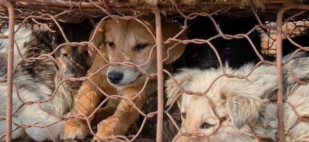 Festival della carne di cane: gli appelli social per fermare l’orrore di Yulin non bastano