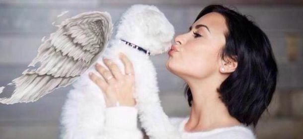 Demi Lovato piange il cane Buddy, scomparso dopo un tragico incidente