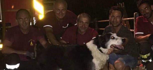 Il cane Rex, scomparso per 5 giorni e ritrovato in fondo a un canale: è salvo