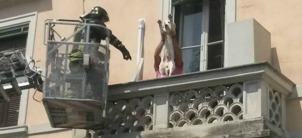 Lascia il Labrador sul balcone per 3 giorni sotto il sole: salvato dai vigili del fuoco