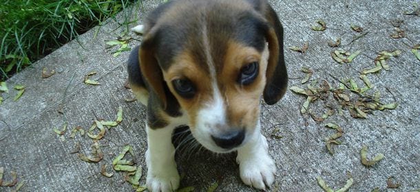 Cuccioli di cane venduti in mezzo alla strada: 4 uomini rischiano il linciaggio