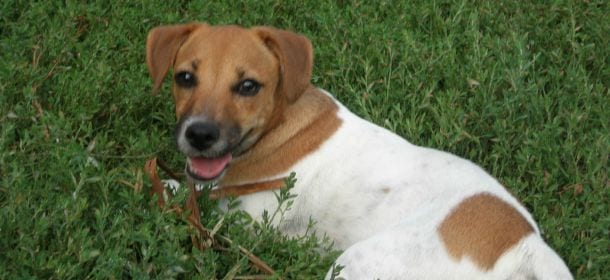 Allarme dog flipping: in aumento i cani rubati e rivenduti online