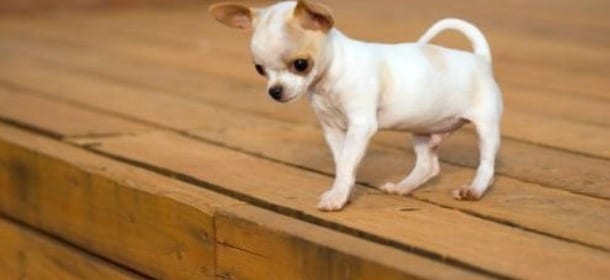 Chihuahua spariti tra Roma e Fregene: c'è l'ombra del racket