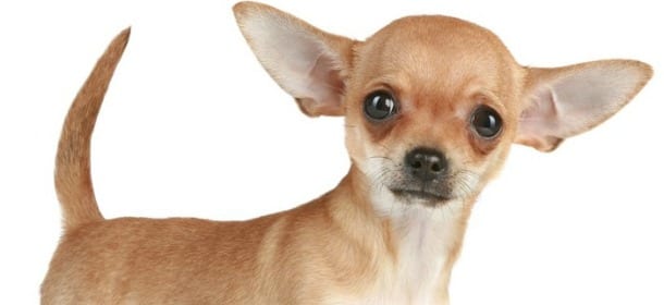 Chihuahua: 8 cose da sapere sui cani più piccoli del mondo