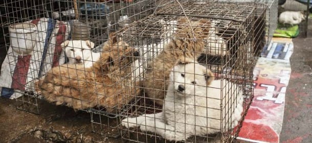 Carne di cane: in Corea inizia Bok Nal, una mattanza in nome della tradizione