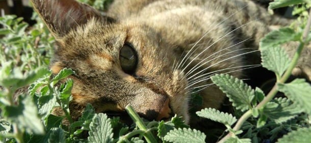 Perché i gatti mangiano l’erba?