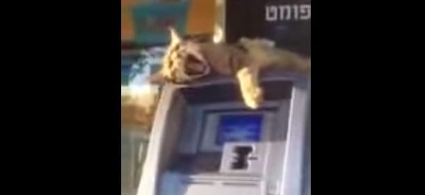 Il "gatto greco" che impedisce di prelevare dal bancomat [VIDEO]