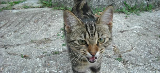 Un gatto vive al Pronto Soccorso di Sanremo: "Le sue fusa fanno rilassare"