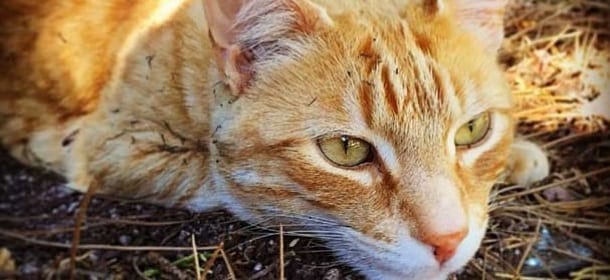 Bazzano, il cecchino dei gatti agisce di notte con un fucile da caccia