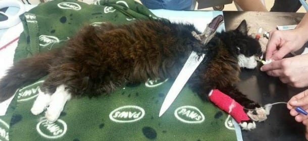 Aveva un coltello di 22 centimettri conficcato nella schiena: il gatto è salvo