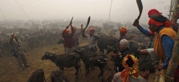 Nepal, stop ai sacrifici di animali: sospeso il Gadhimai Festival