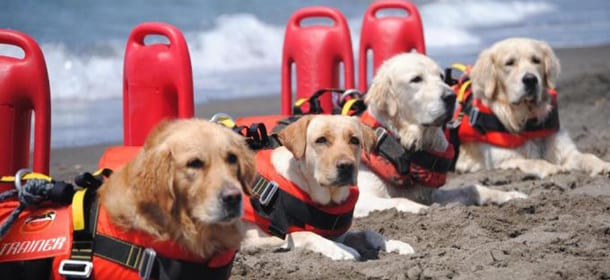 Venezia: cani bagnino salvano due donne che rischiavano di annegare