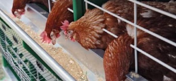 Carne di pollo: pericolo per cani e gatti, aumenta il rischio di patologie