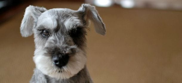 Cani e tosatura: sì o no? Il veterinario Manuela Piras: “Dipende dall’animale”