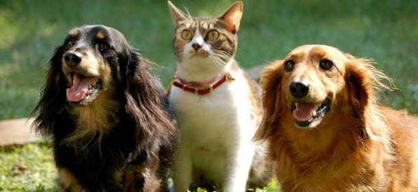 Cani e gatti vanno in vacanza: come scegliere la pensione perfetta per loro