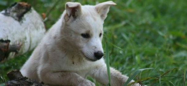 Canaan Dog, il cane primitivo che ama vivere in famiglia