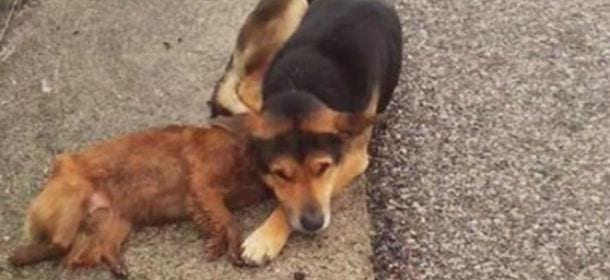 Premio fedeltà ad Angelo, il cane che ha vegliato la compagna morta in strada