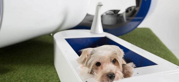 Cani, gatti e aria condizionata: pro e contro di una delle invenzioni più amate dell’estate
